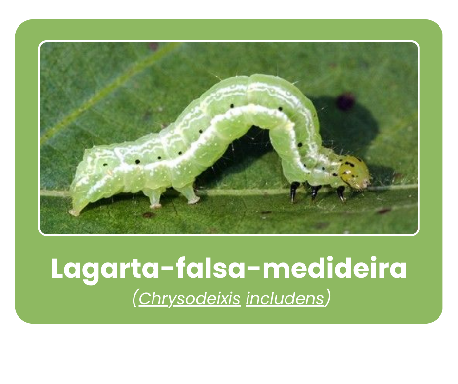 LAGARTA DA SOJA (Anticarsia gemmatalis)